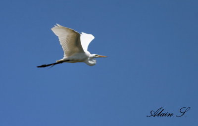 Grande Aigrette  / Great Egret 3617