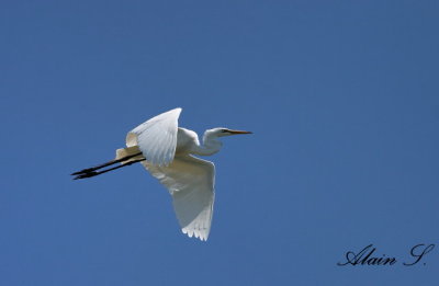 Grande Aigrette  / Great Egret 3619