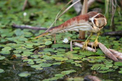 Petit Blongios / Least Bittern_4184
