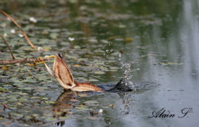 Petit Blongios / Least Bittern_4223