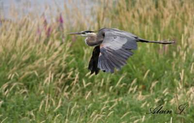 5380Grand hron / Great Blue Heron
