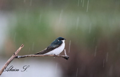 Hirondelle bicolore / Tree Swallow_0882