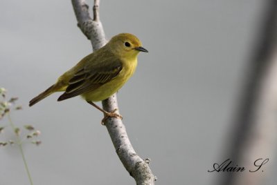 Paruline jaune / Yellow Warbler (fledgling)_0999