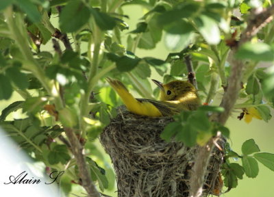 Paruline jaune / Yellow Warbler (fledgling)_1790