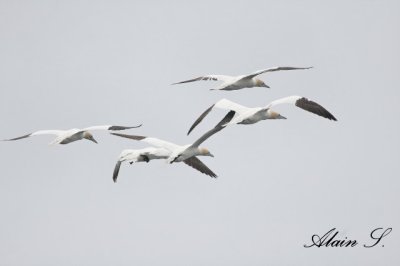 Fou de Bassan / Northern Gannet 1918