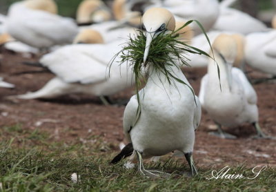 Fou de Bassan / Northern Gannet 1978
