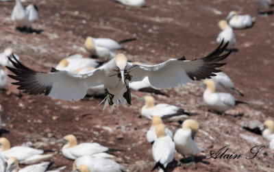 Fou de Bassan / Northern Gannet  2145