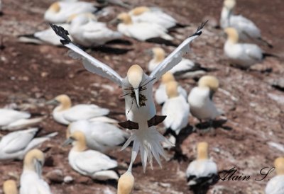 Fou de Bassan / Northern Gannet_2147