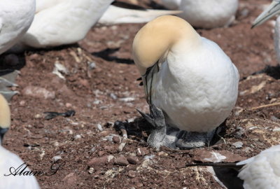Fou de Bassan / Northern Gannet 2195