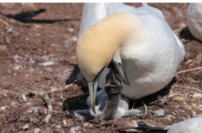 Fou de Bassan / Northern Gannet_2245