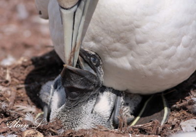Fou de Bassan / Northern Gannet 2259