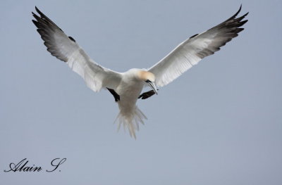 Fou de Bassan / Northern Gannet 2392