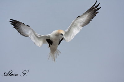 Fou de Bassan / Northern Gannet 2393
