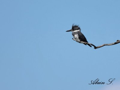 Martin-Pcheur dAmrique / Belted Kingfisher_2639