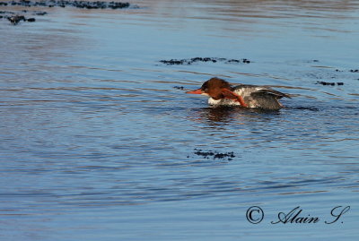 Grand Harle / Common Merganser_0181