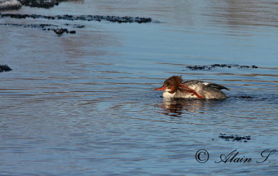 Grand Harle / Common Merganser_0184