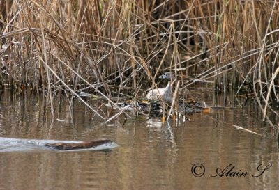 Grbe  bec bigarr / Pied-billet Grebe_1906
