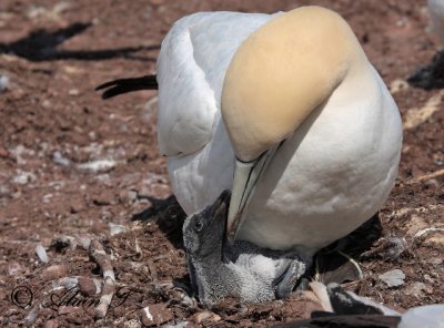 Fou de Bassan / Northern Gannet  2238