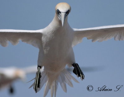 Fou de Bassan / Northern Gannet_2270