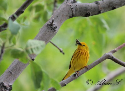 Paruline jaune / Yellow Warbler (fledgling)_2450
