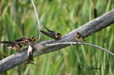 Hirondelle Rustique / Barn Swallow_6635