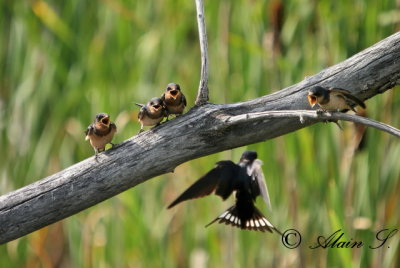 Hirondelle Rustique / Barn Swallow_6659