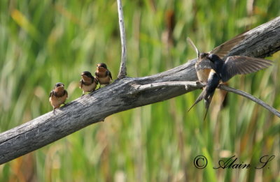 Hirondelle Rustique / Barn Swallow_6660