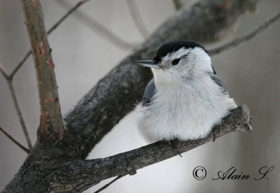Sittelle  poitrine blanche / White-breated Nuthatch_6920