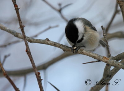 Msange  tte noire / Black-capped Chickadee_7218