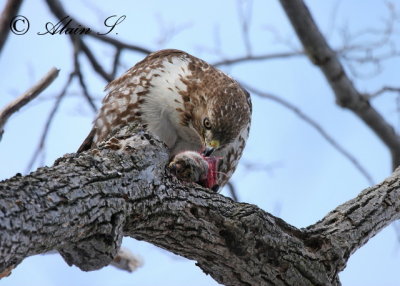 Buse  queue rousse / red-tailed Hawk7421