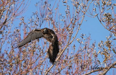 Buse  queue rousse / red-tailed Hawk9738