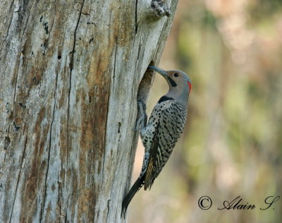 Pic flamboyant / Northern Flicker_0745