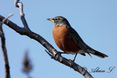Merle d'Amrique / American Robin_8361