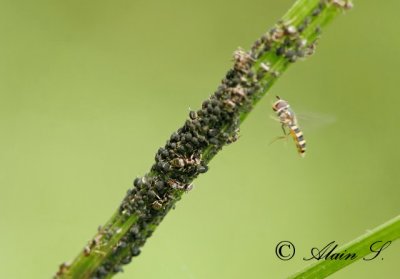 Macro