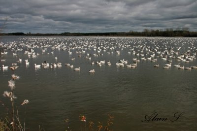 Oies des neiges - Snow goose  4493