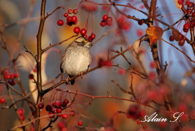 Bruant des marais / Swamp Sparrow_8031
