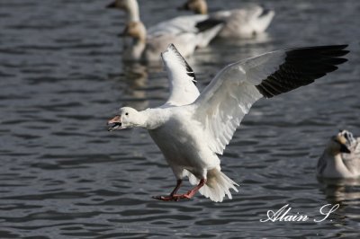 Oies des neiges - Snow goose  8313