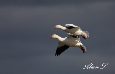 Oies des neiges - Snow goose   8444