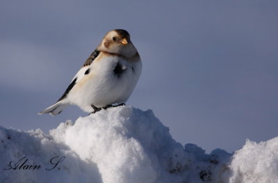 Bruant des neiges / Snow Bunting_8876