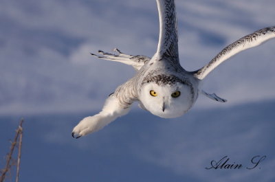 Harfang des neiges / Snowy Owl_9419