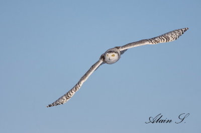 Harfang des neiges / Snowy Owl_9422
