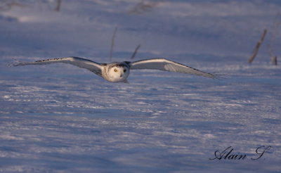 Harfang des neiges / Snowy Owl_9508