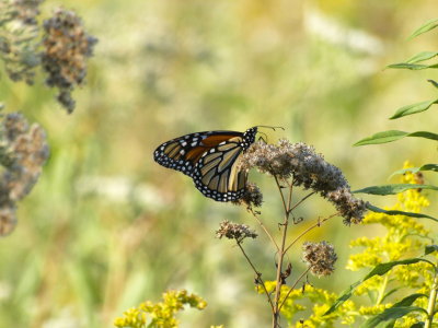 Insects