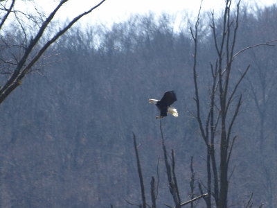 Landing gear down