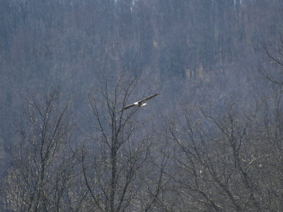 Final Glide Path