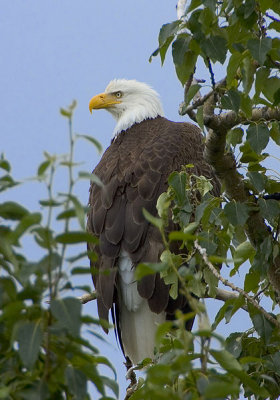 Eagles @ Higginsport Ohio