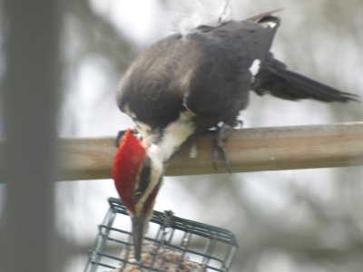 Had to take this thru kichen window toward deck.
Not as sharp as an unobstructed view.