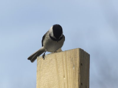 Chickadee