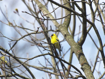 Goldfinch