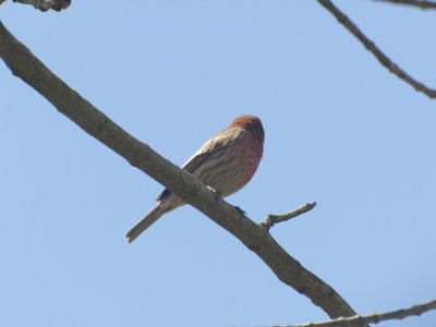 Purple Finch